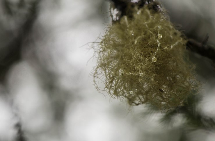 fuzzy thing and drops