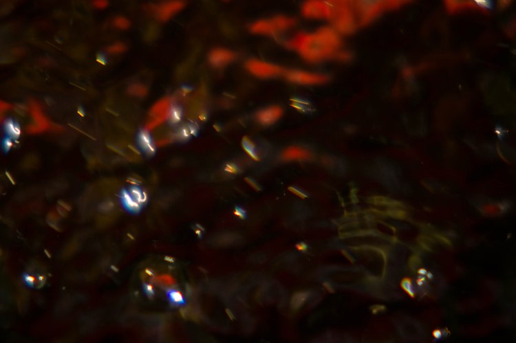 water drops, orange fish