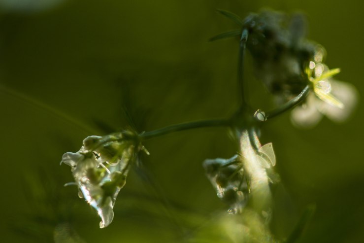 blur, wet white flower