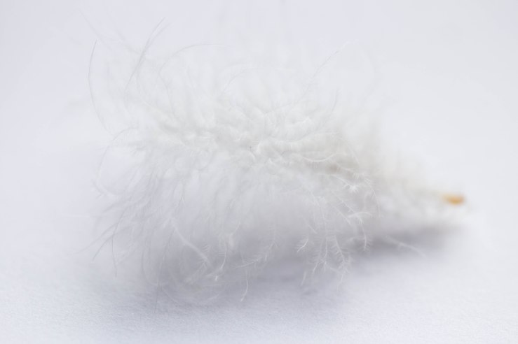 white on white feather 2