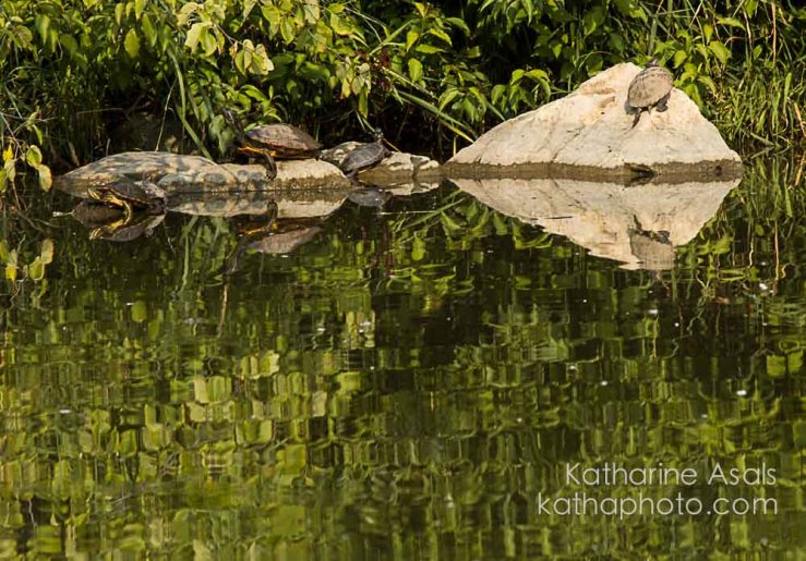 turtles sunbathing