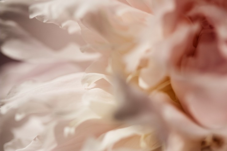 peony busy abstract exp1