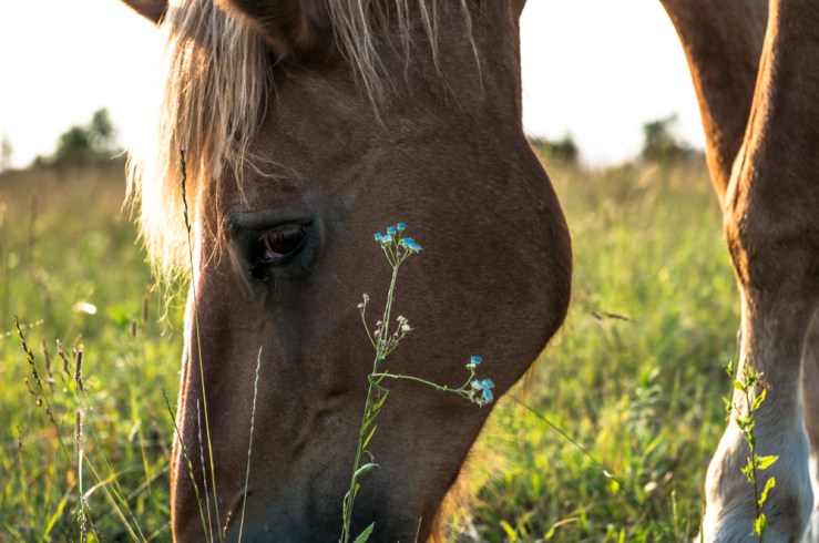horse eating and looking