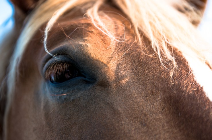 horse eye