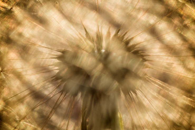 dandelion glory