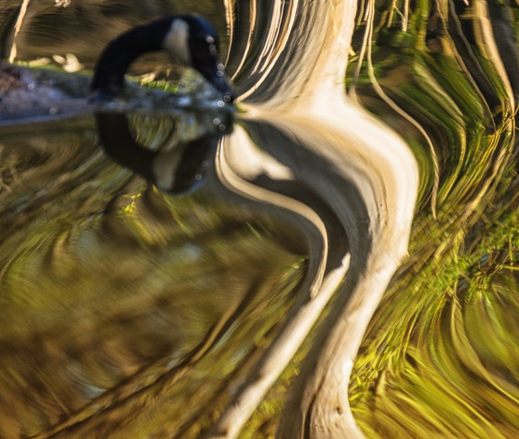 goose face abstract water
