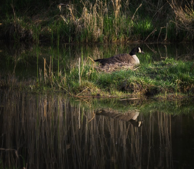 goose nesting