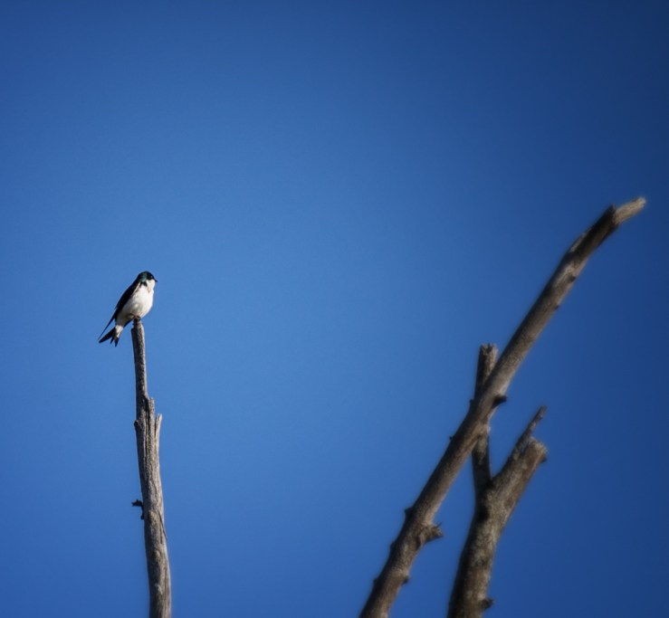 tiny bird atop old tree