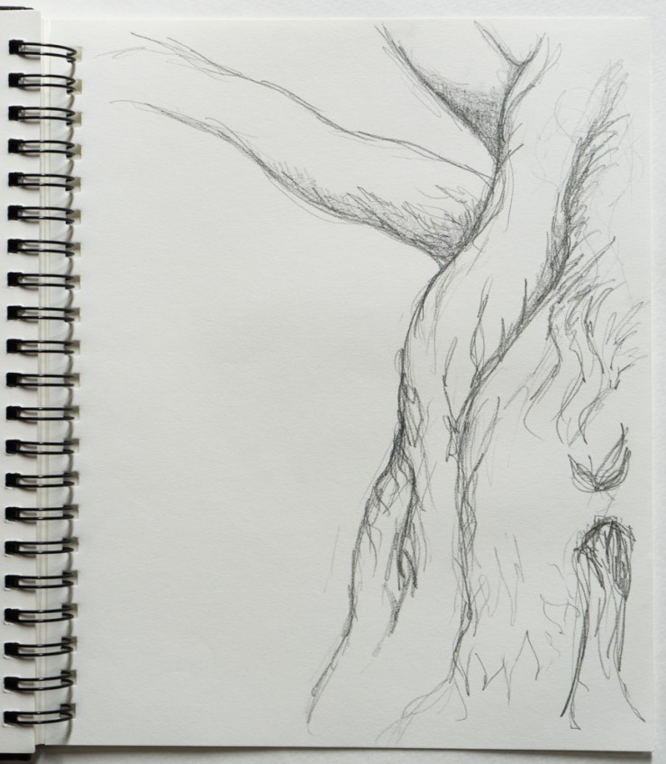 tree branch drawing