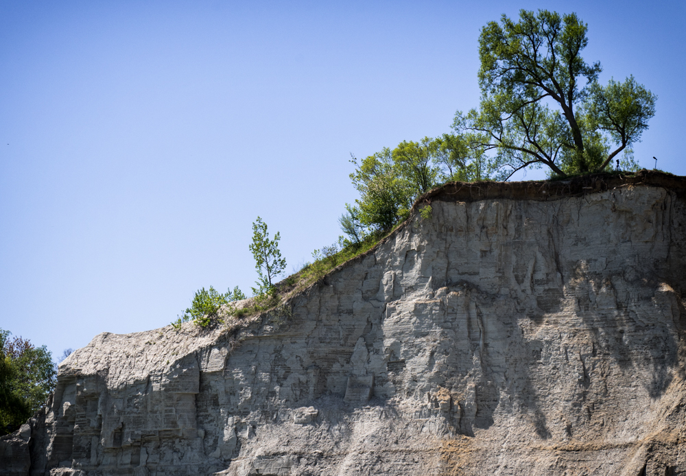 tree leaning down cliff side