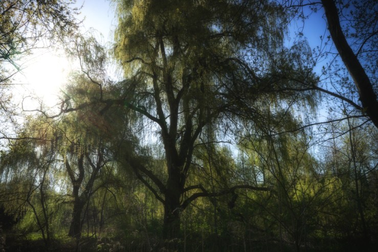 willow tree