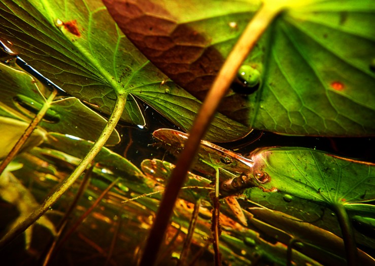 OLYMPUS DIGITAL CAMERA