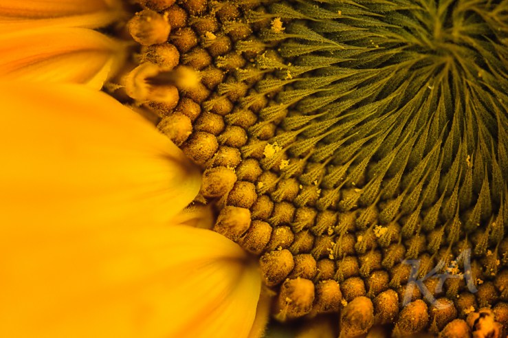 sunflower center askew