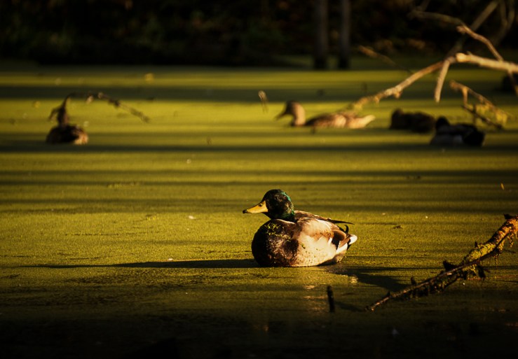 duck in light