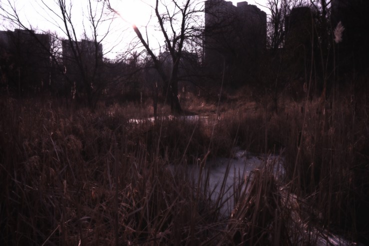 bullrushes ice sun setting
