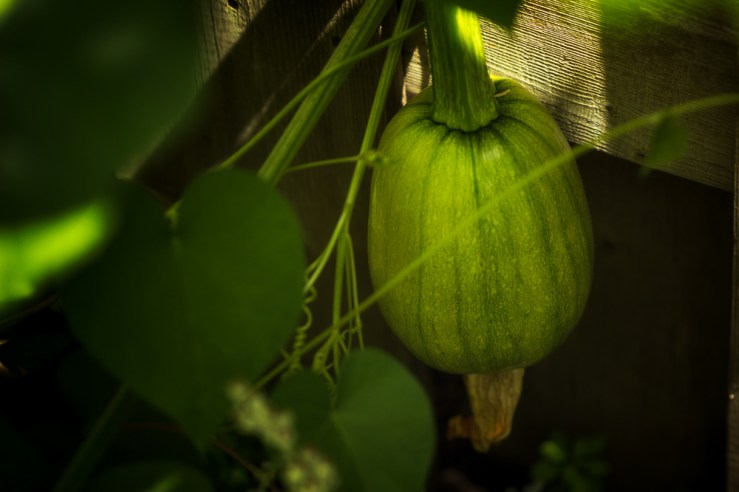 a squash