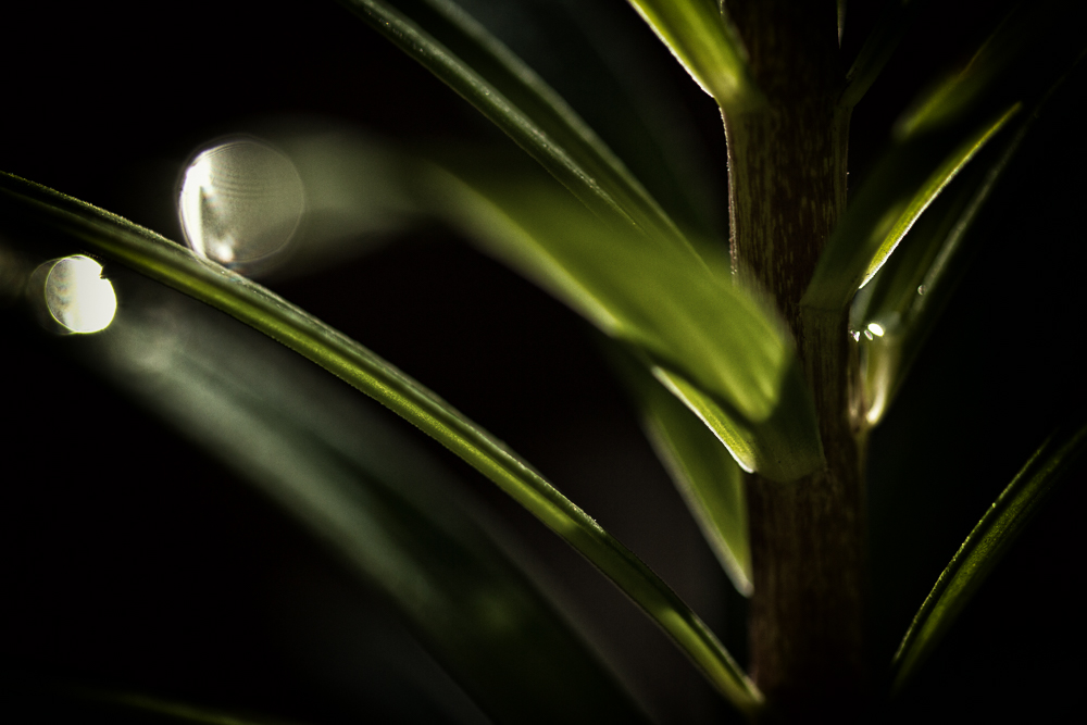 dark morning after rain