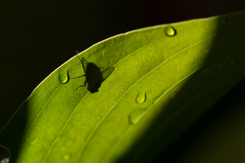 fly and raindrops