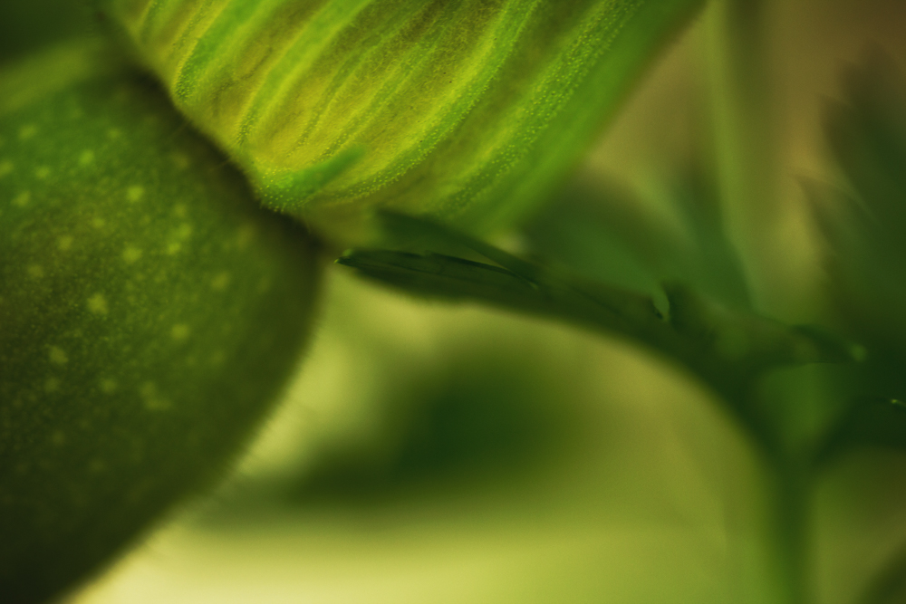 parsley and squash flower