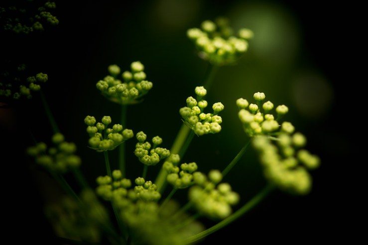 parsley gone to seed