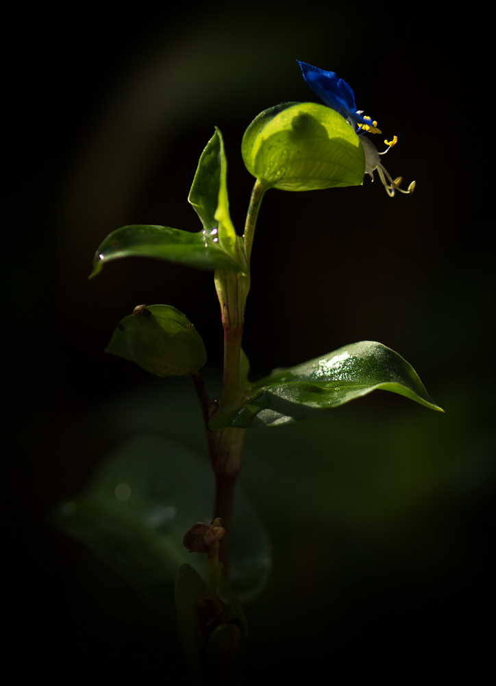weird blue flower tall