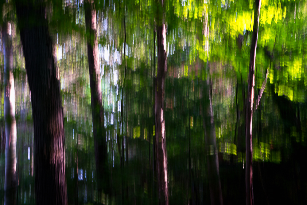 trees blur